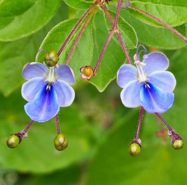 blue blossoms