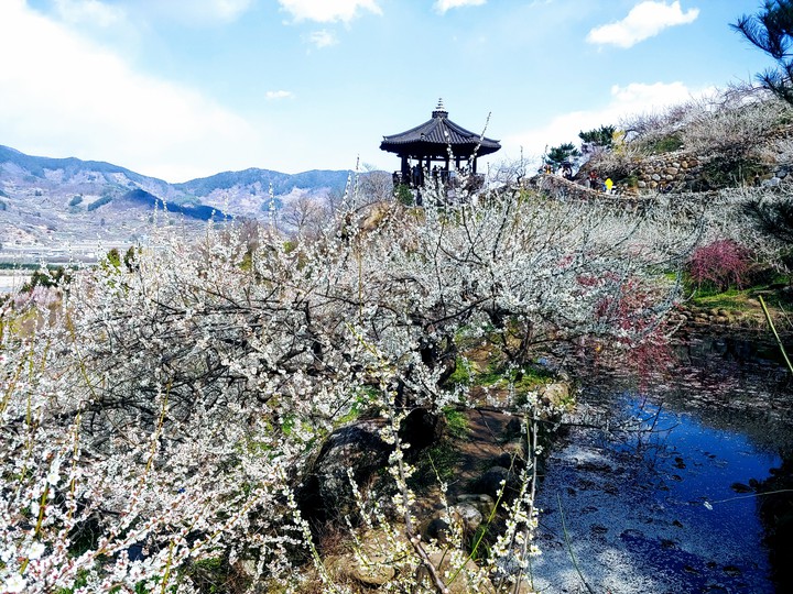 gwangyang maehea