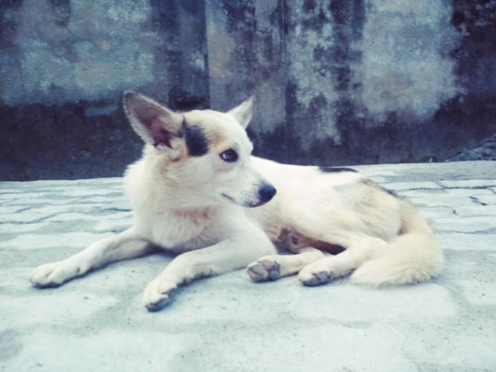 Doggy
