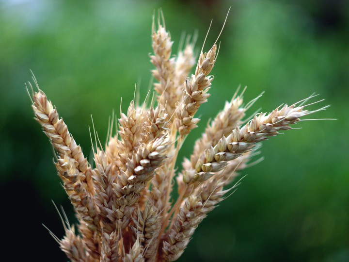 Spikelets