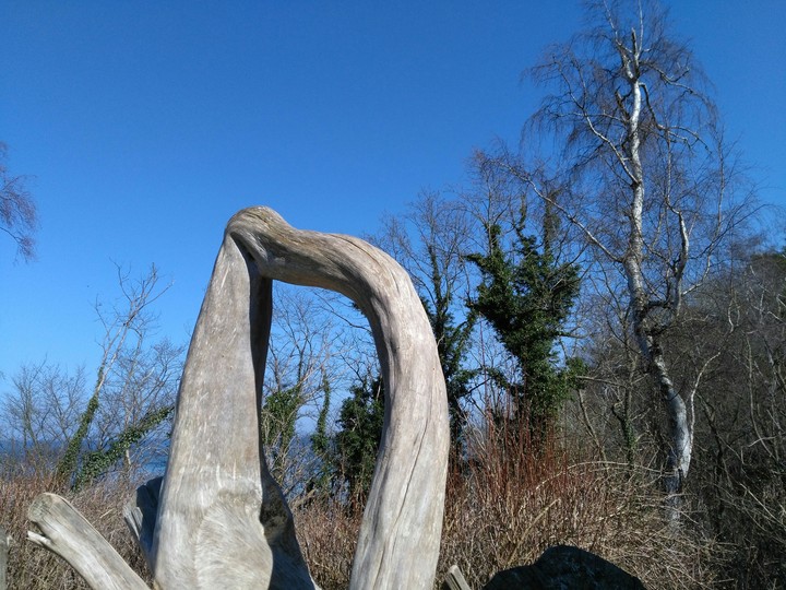 Baumwurzelskulptur Ostseeküste