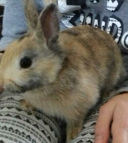 Lapin