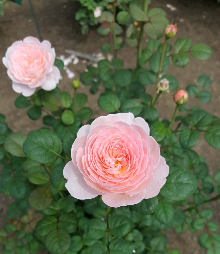 roses are pink