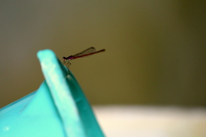 drangonfly