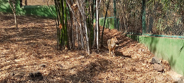 Fox at India