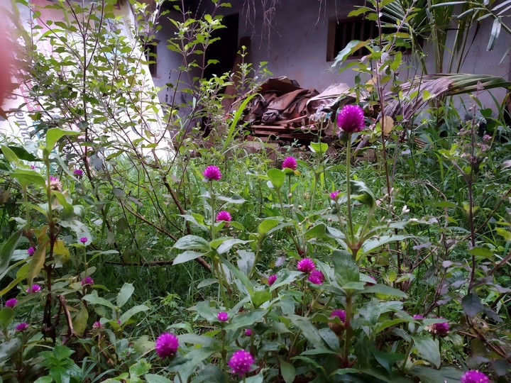 FLOWERS
