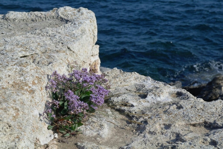 black sea