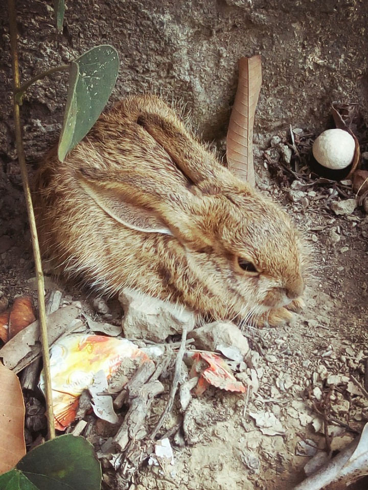 rabbit