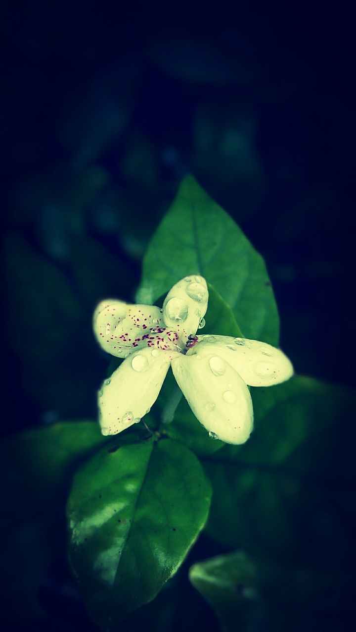 Happiness blooms just like you....
