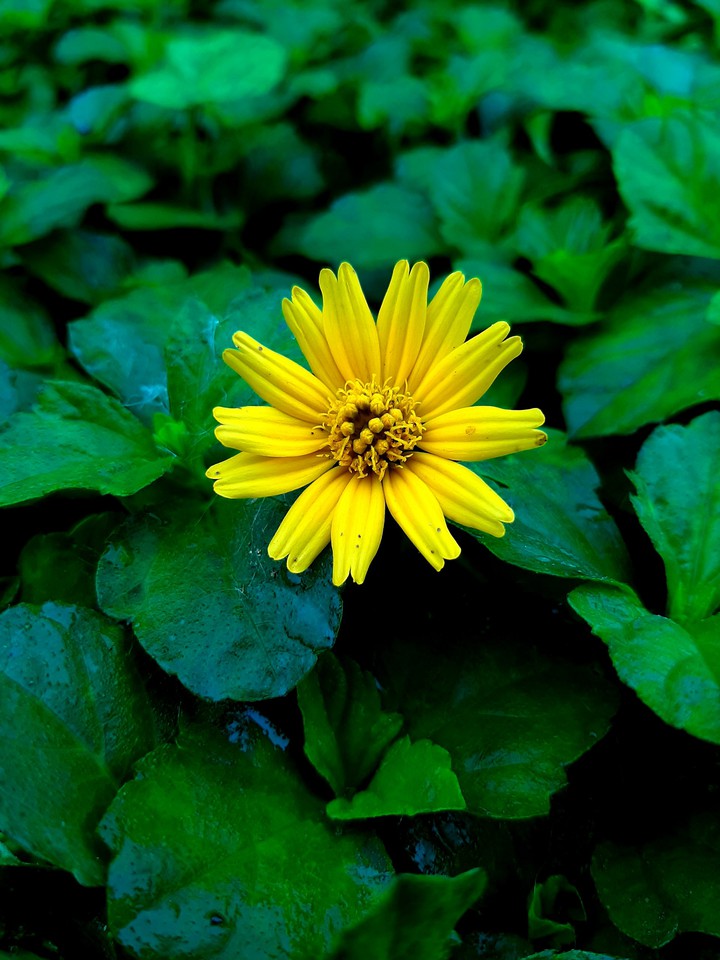yellow flower