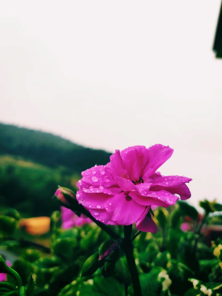 Flower in the rain