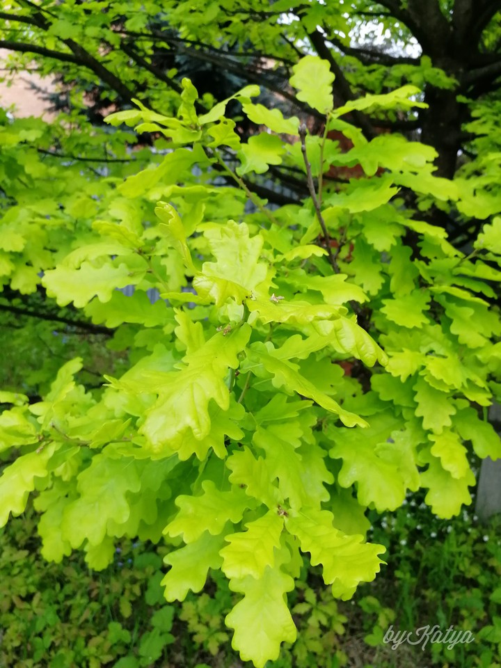 oak leaves