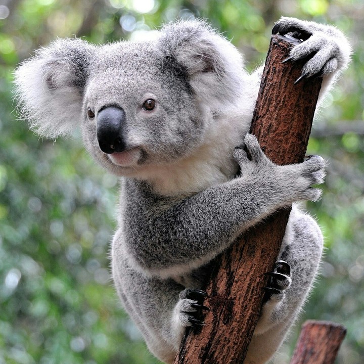 koala
