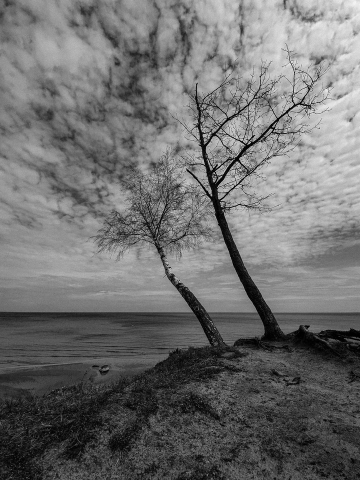 Seaside treea