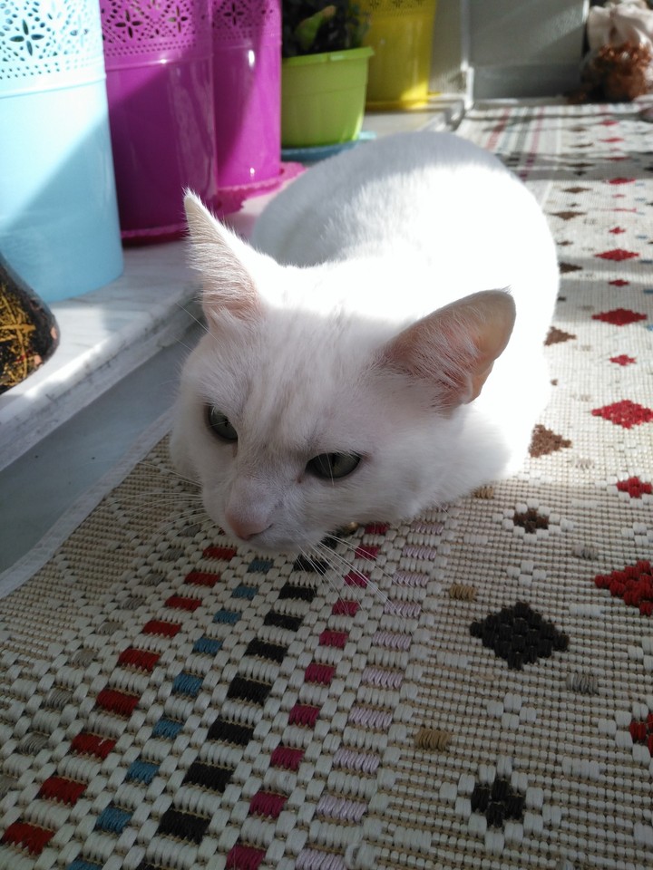 cat