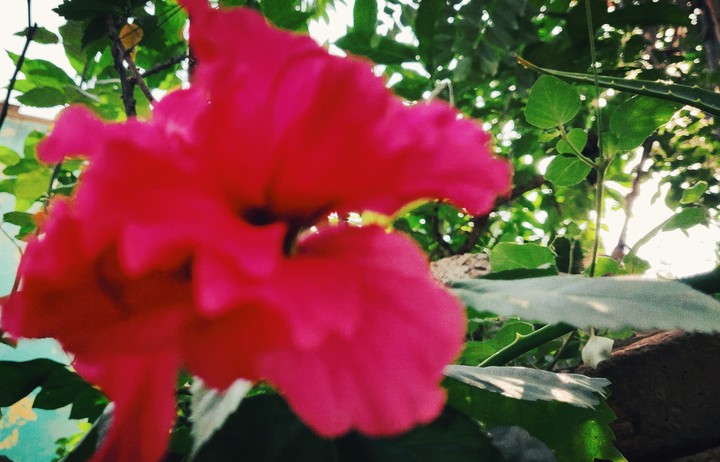 flower