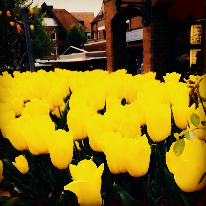 Blumen ?
