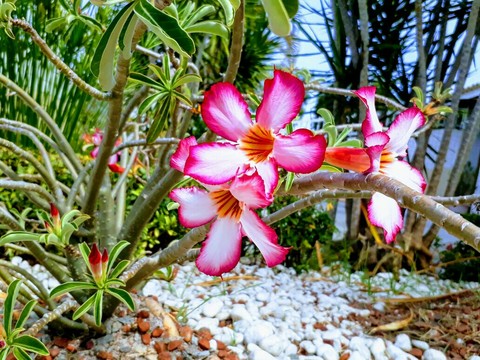 desert flower