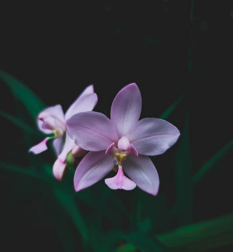 orchid