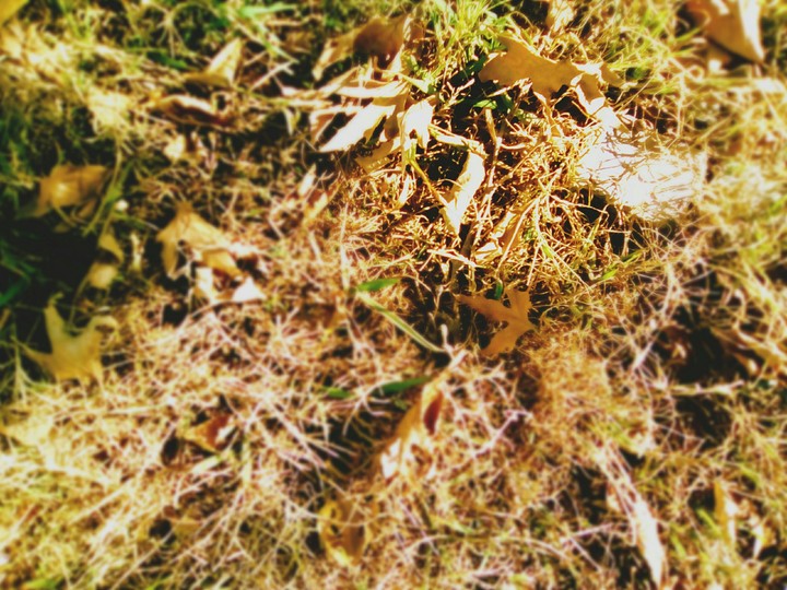 Sense of autumn