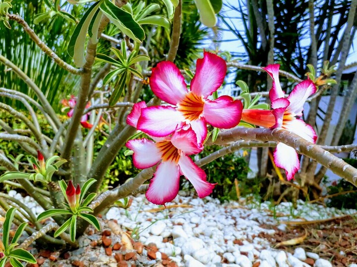 desert flower