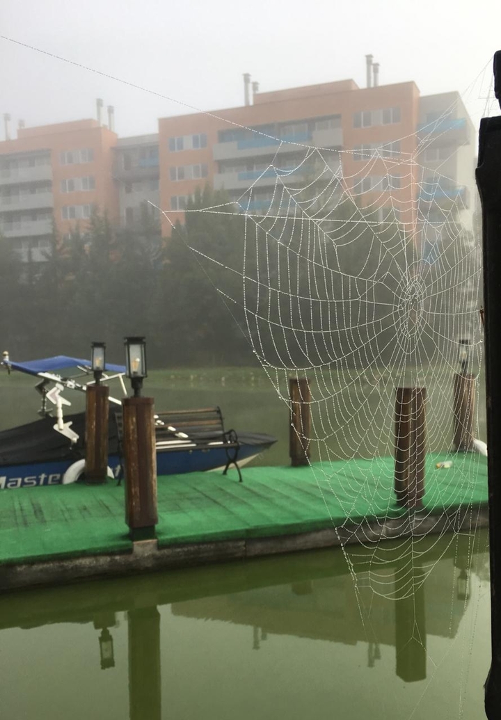 Telaraña bajo cero