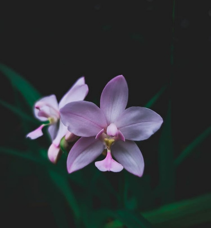 orchid