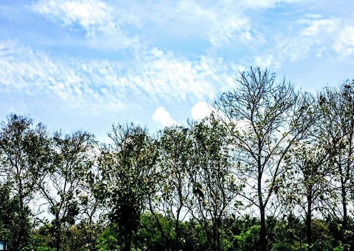 Trees