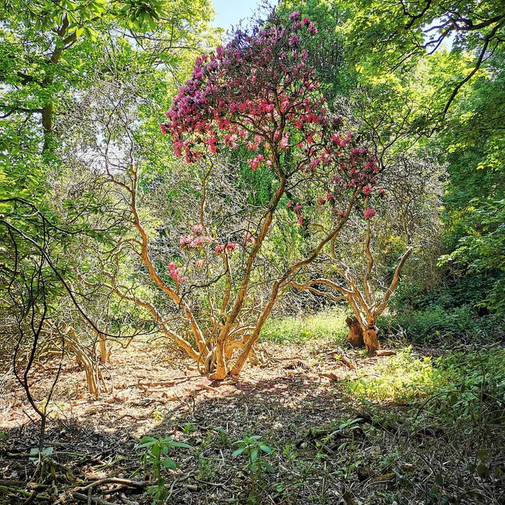 flamingo tree