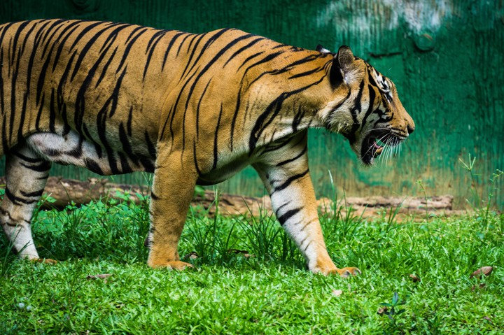 tiger