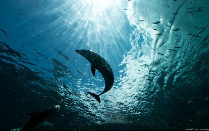 #Dolphin