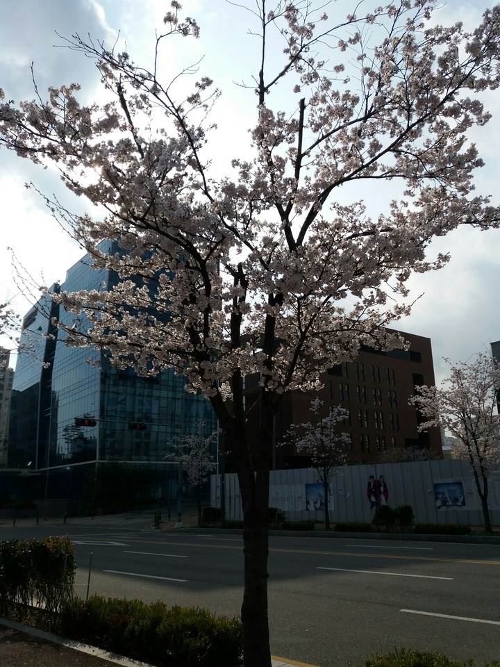 벛꽃