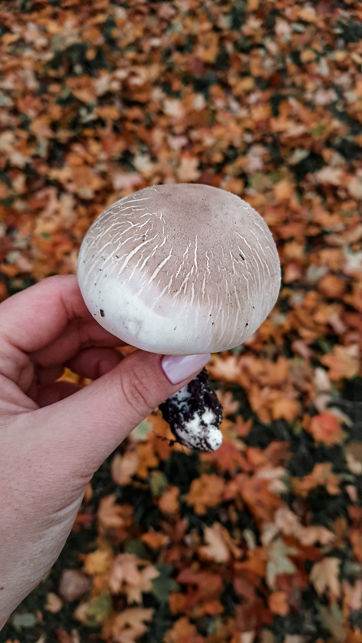 Mushroom