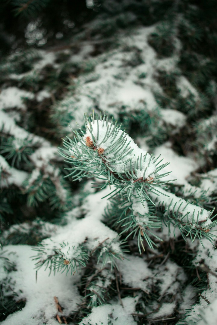 Beautiful fir with snow on it in a winter day.