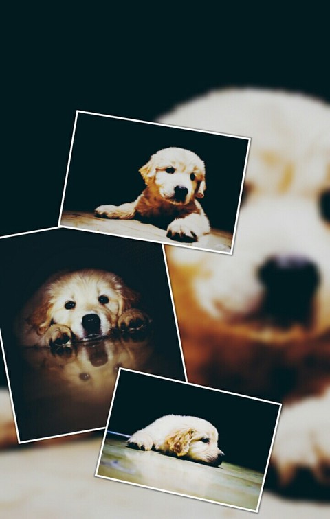 cute puppy