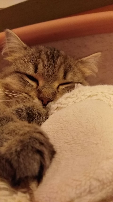 dodo chaton do
