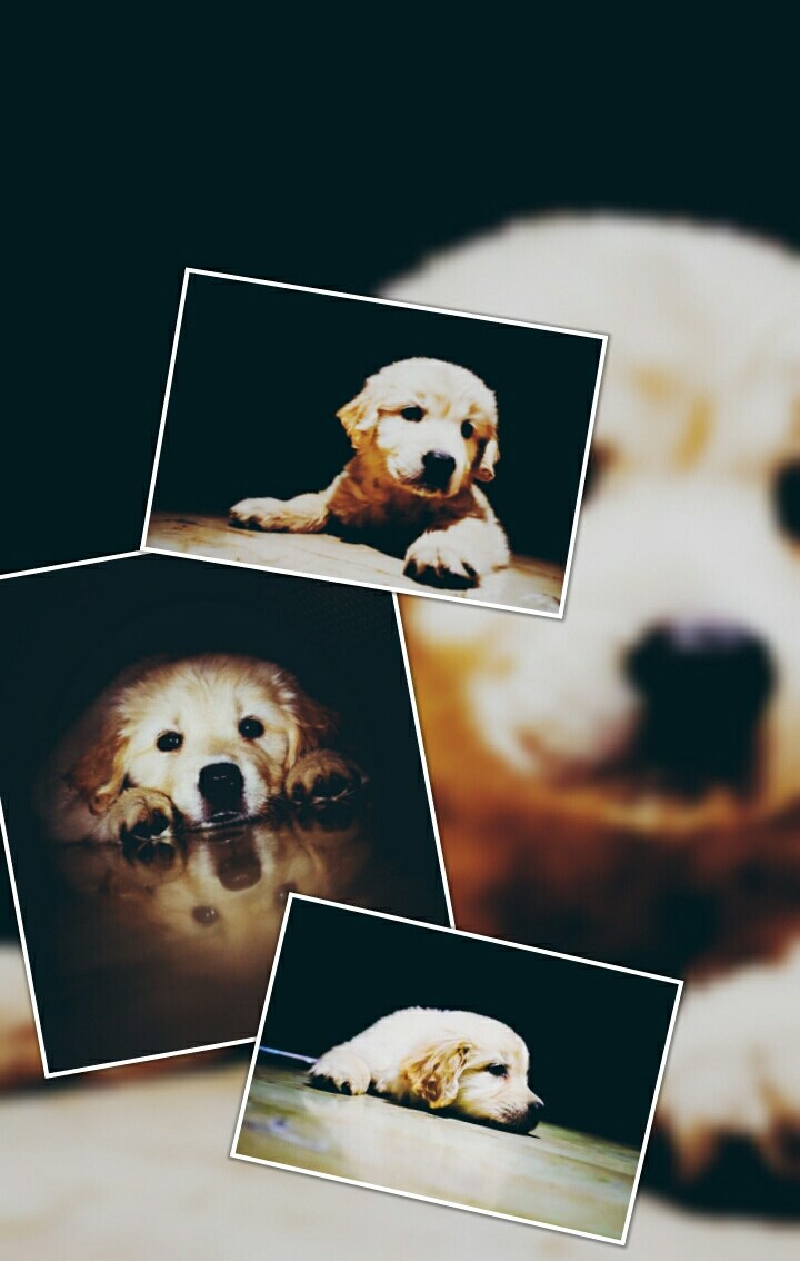 cute puppy