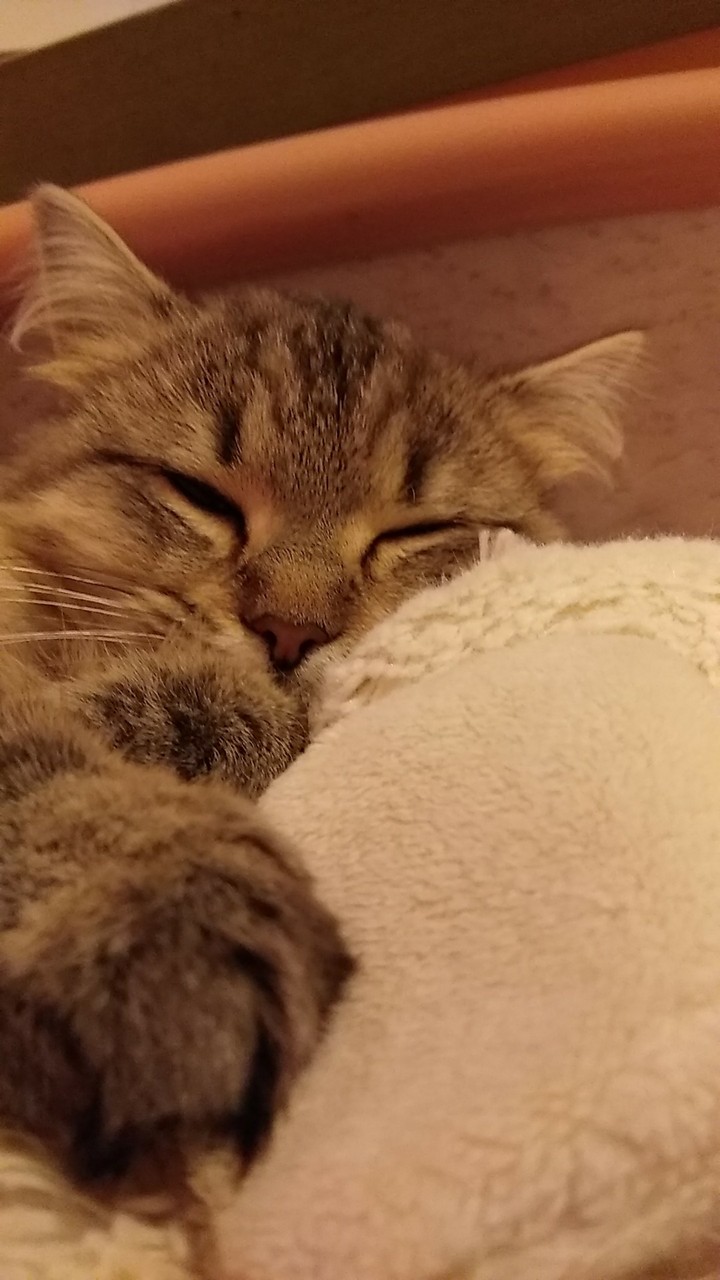 dodo chaton do