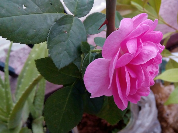 Monsoon Bloom