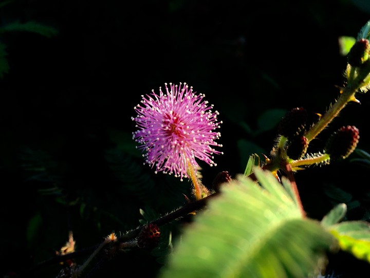 Flower