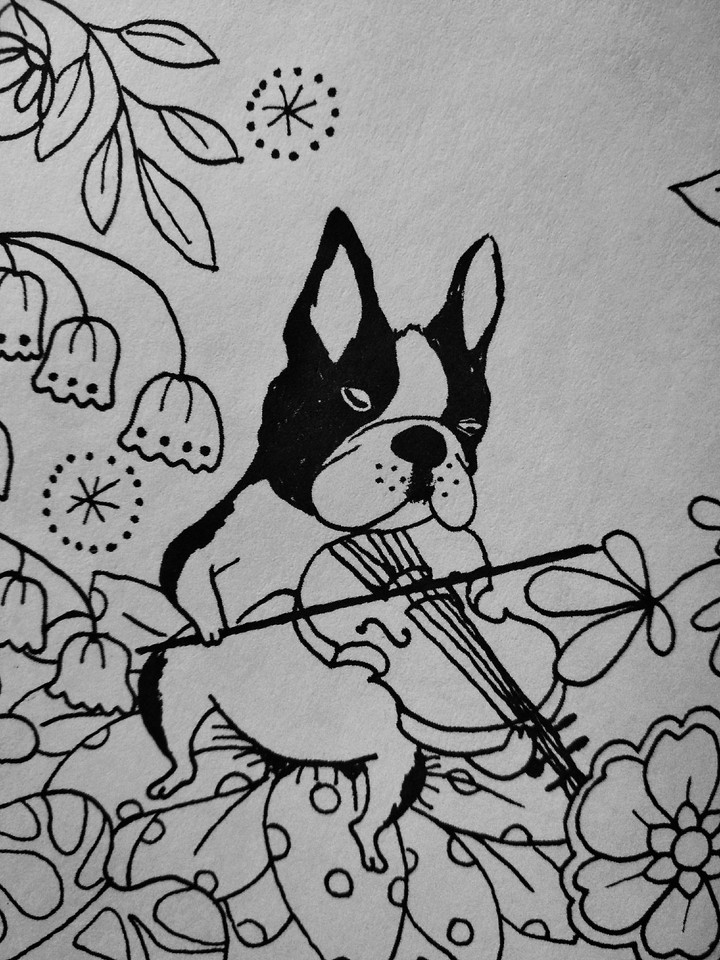 a dog violinist