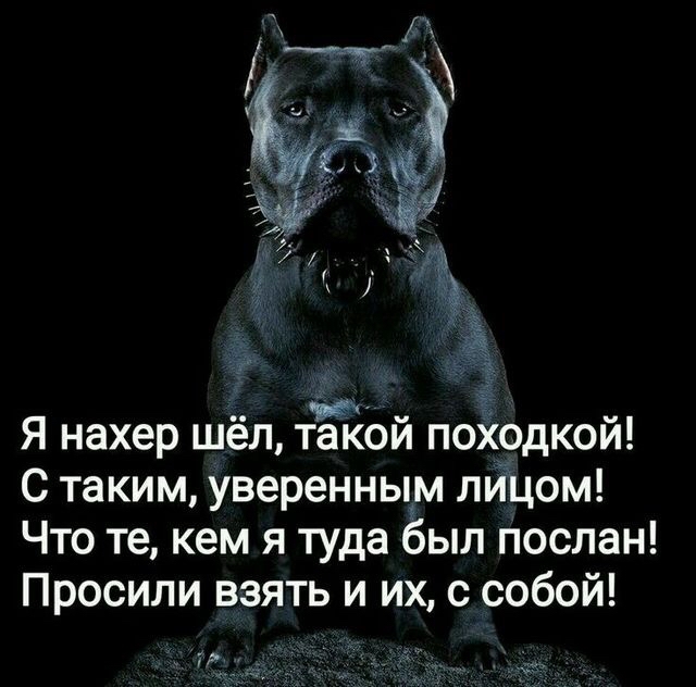 собачка