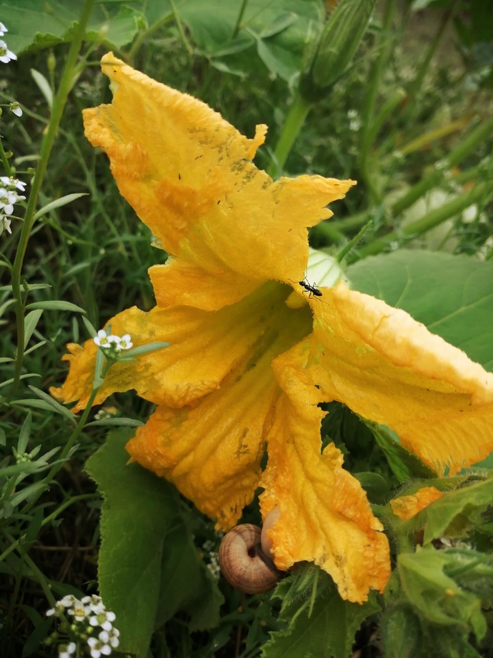 Pumpkin flower