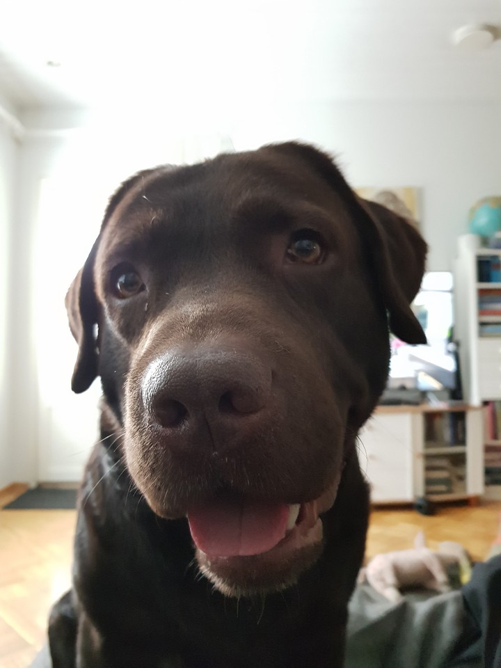 Bruno