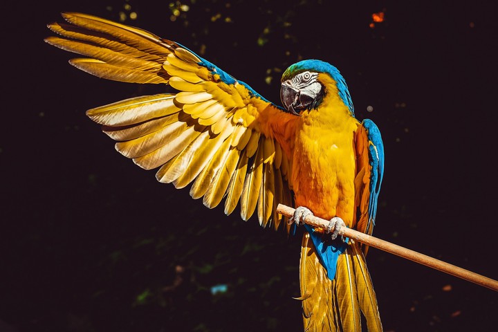 Parrot ?