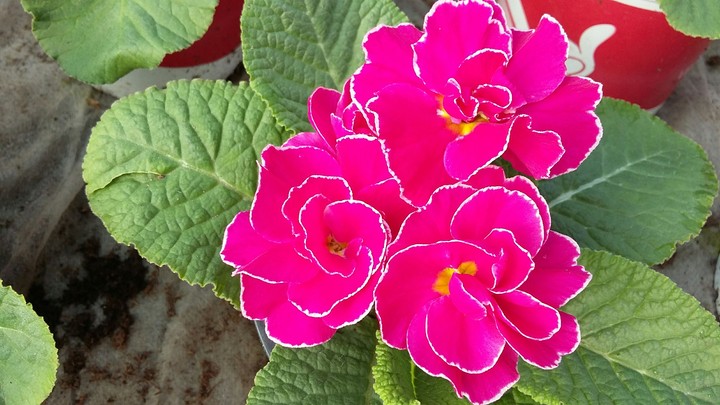 Pink primula