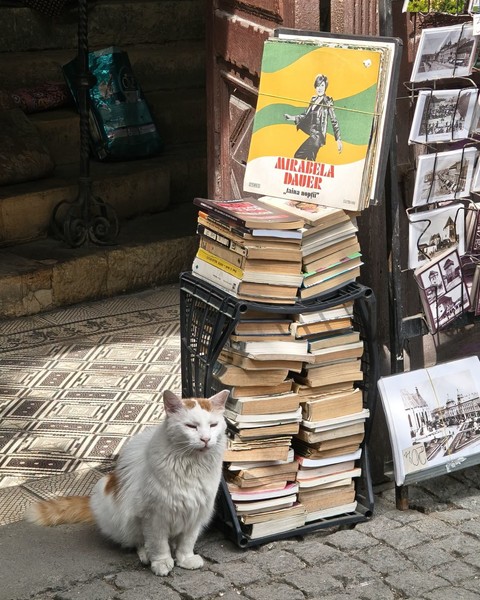 cat, Books Hintergrundbilder