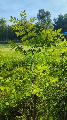 Beautyful tree