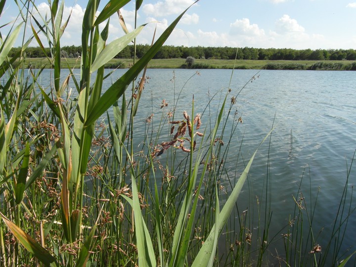 lake in the summer