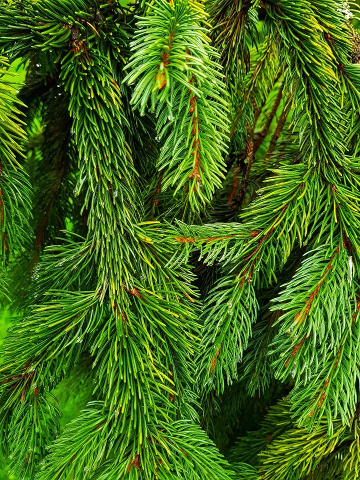 tree